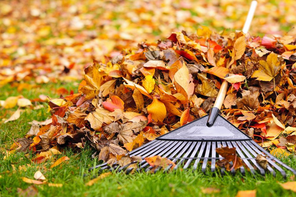yardwork fall leaves