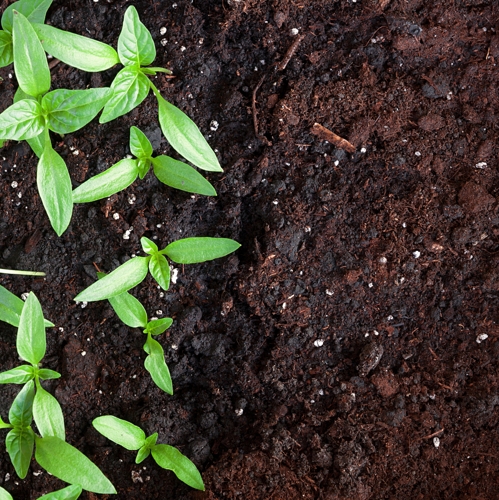 how to improve garden soil fertility