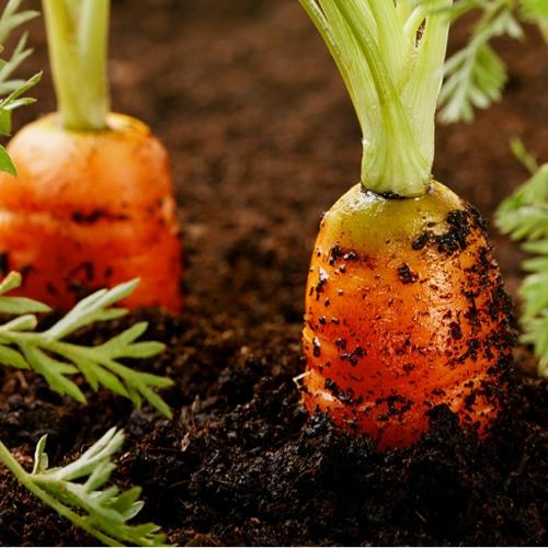 how to grow your own vegetables