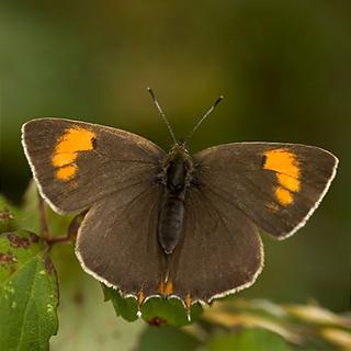 Brown Hairstreak-Butterfly