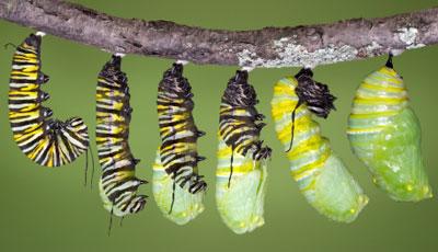 Butterflly Pupa