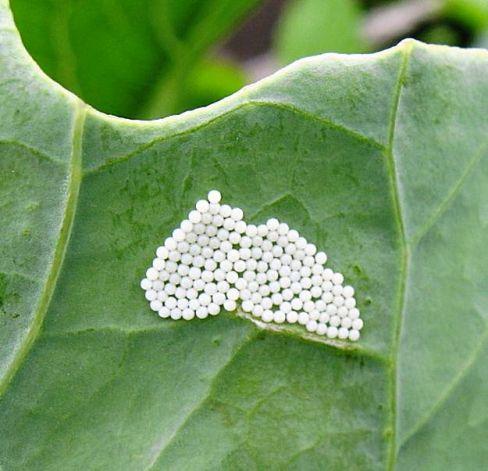 Butterfly Eggs