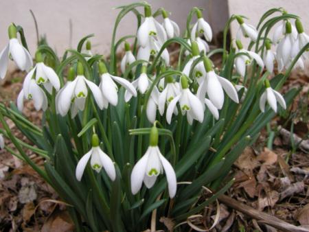 Snowdrops