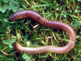 Things You Didn't Know About Earthworms - The Green Gardener
