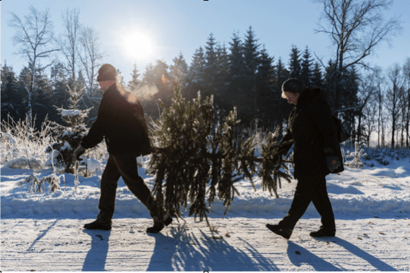 christmas tree care