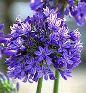 Agapanthus