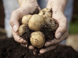 growing potatoes 2