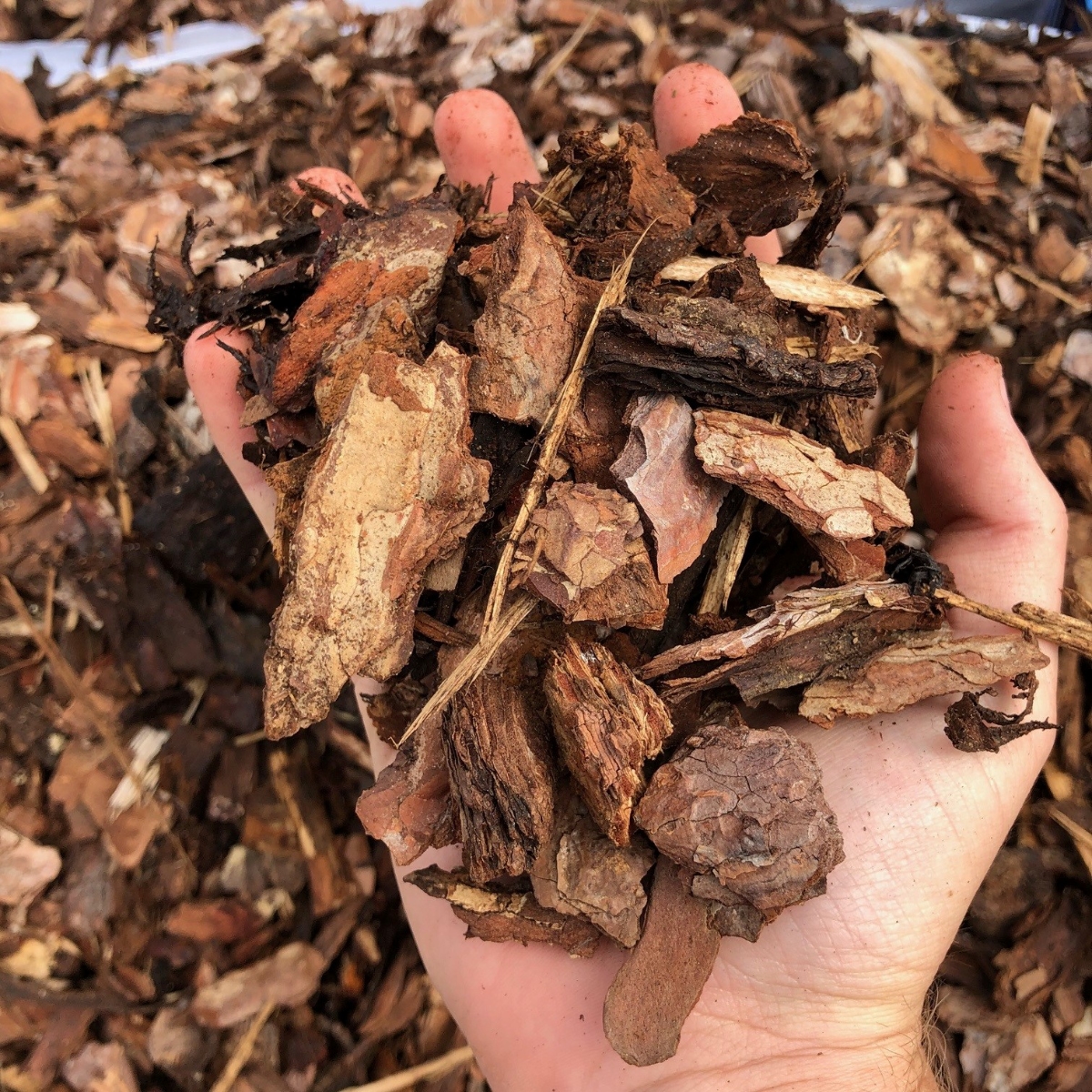 Pine Nuggets