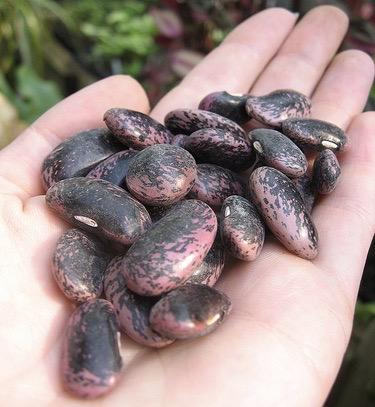 planting runner beans 2