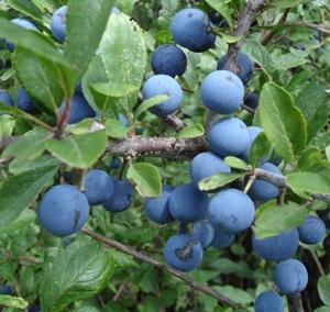 sloe-berries