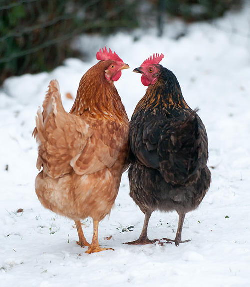 CHICKEN_IN_SNOW