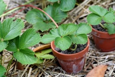 Strawberry-Runners