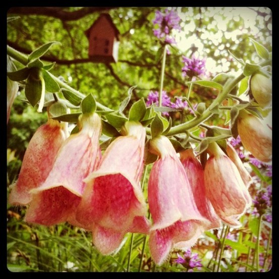 garden-in-the-summer