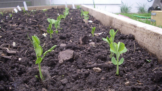 growing-peas