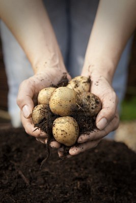 growing-potatoes