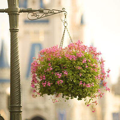 hanging-baskets
