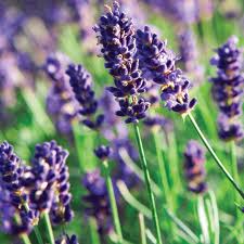 lavender