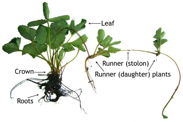 strawberry-plant-anatomy
