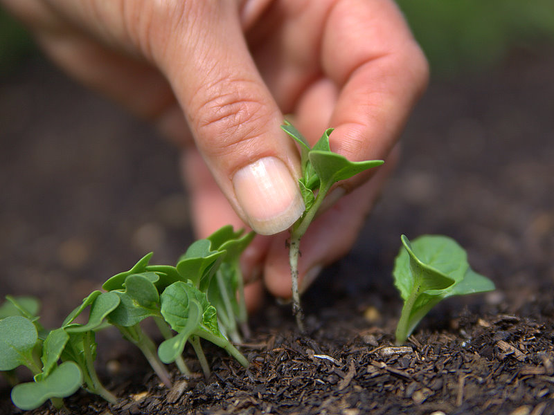 thinning-out-seedlings