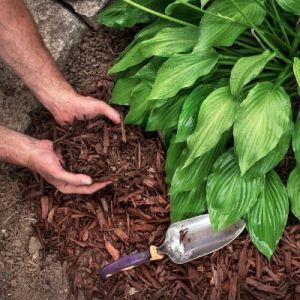 Applying mulch around plants