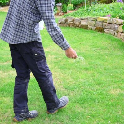spreading grass seed on a lawn
