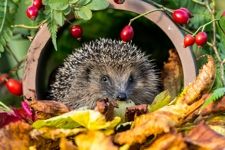 buy bird feeders