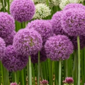 Spring Flowering Bulbs