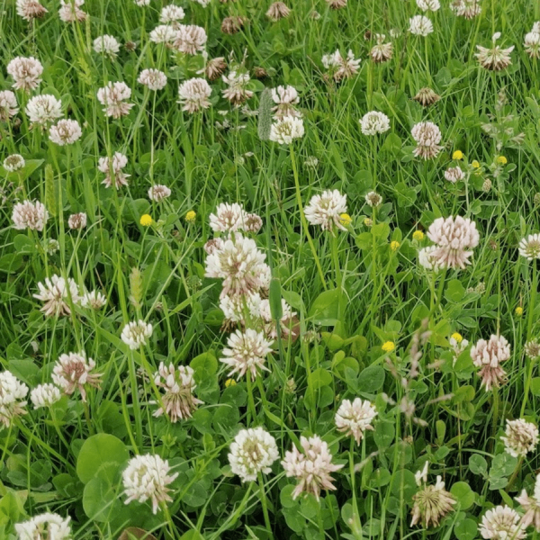 Species Rich Turf